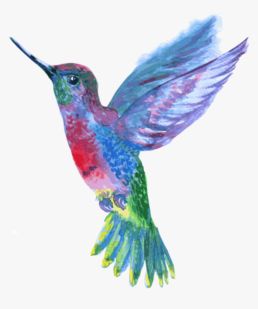 Detail Hummingbird Transparent Background Nomer 25