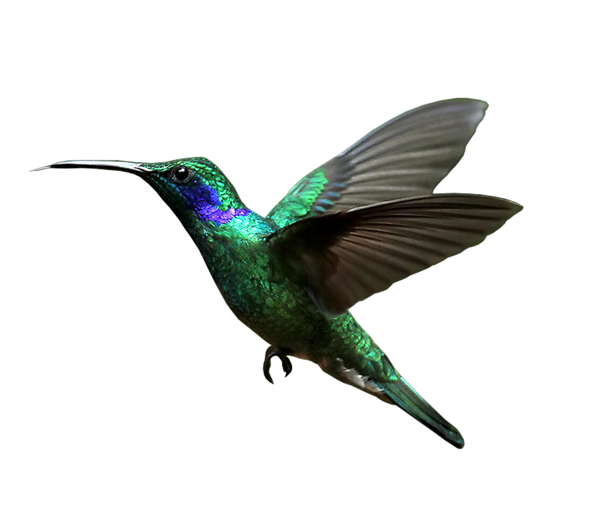 Detail Hummingbird Transparent Background Nomer 4