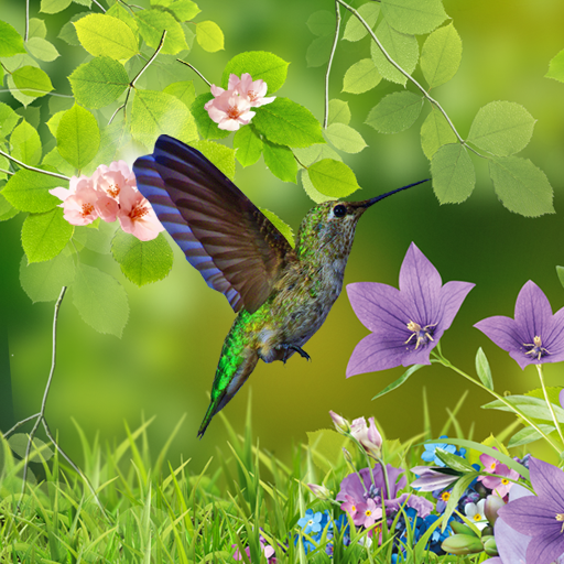 Detail Hummingbird Wallpaper For Android Nomer 2