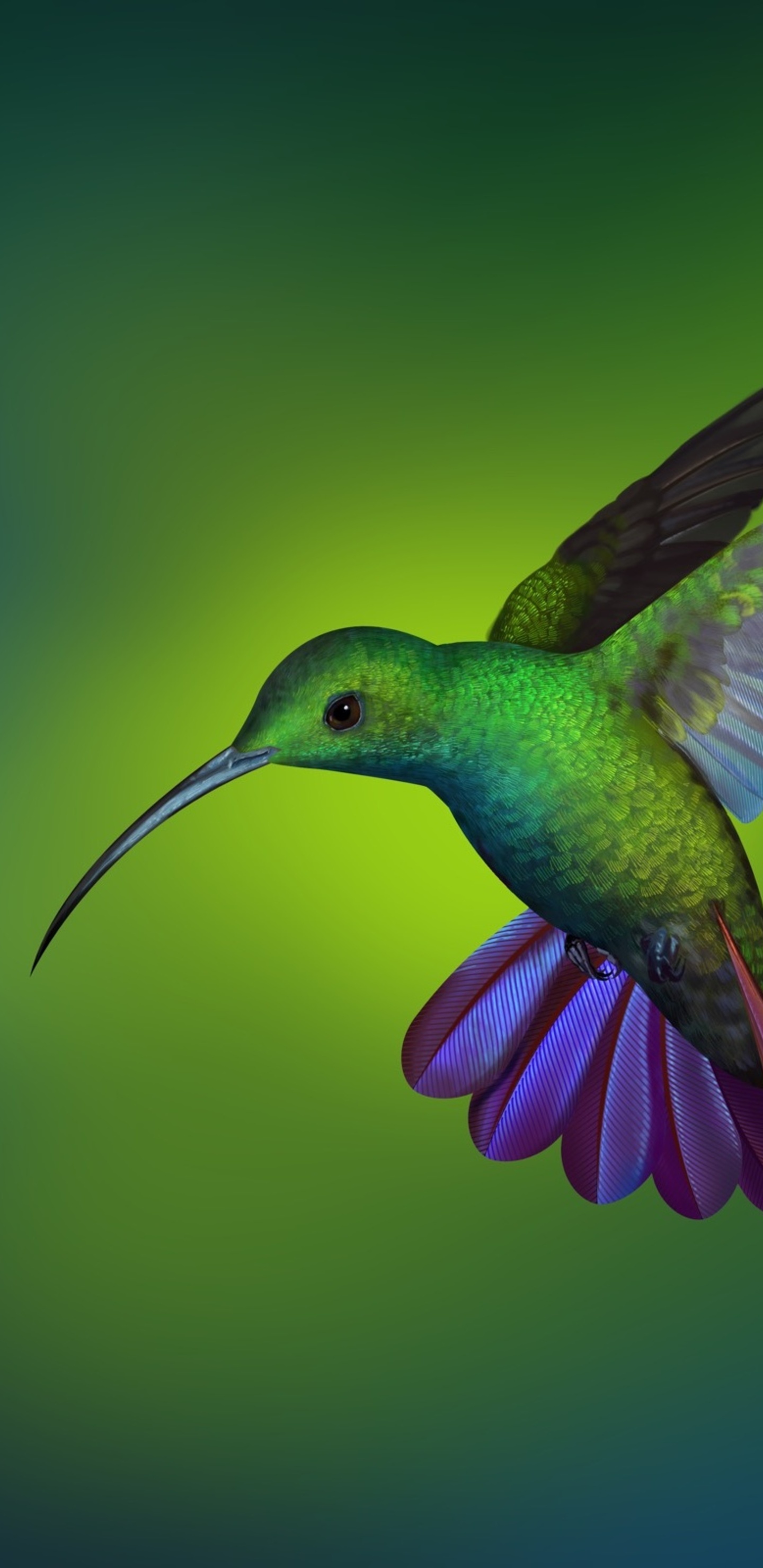Detail Hummingbird Wallpaper For Android Nomer 16