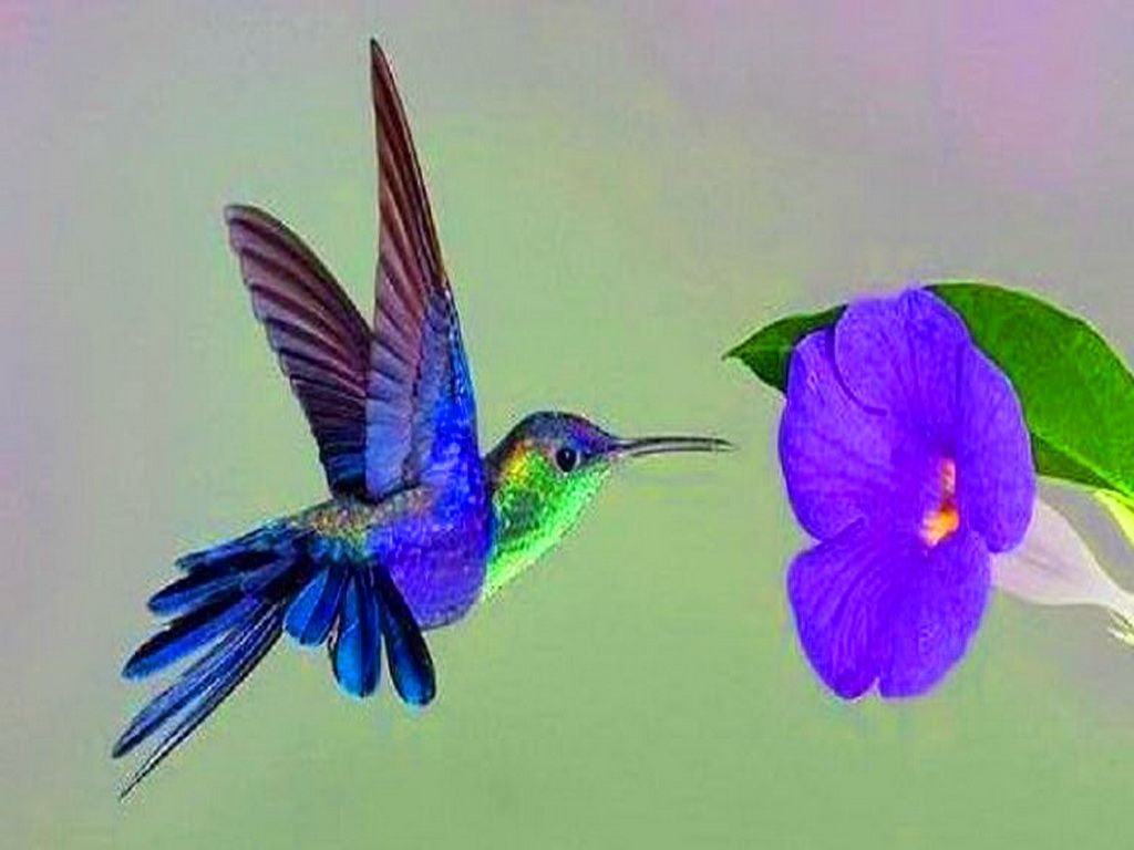 Detail Hummingbird Wallpaper For Android Nomer 18