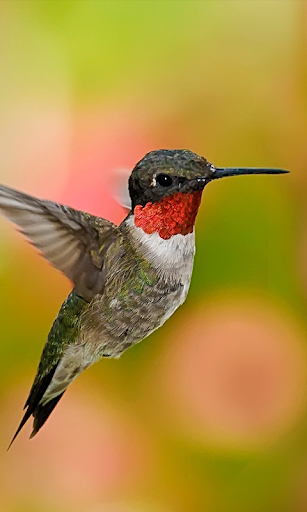 Detail Hummingbird Wallpaper For Android Nomer 21