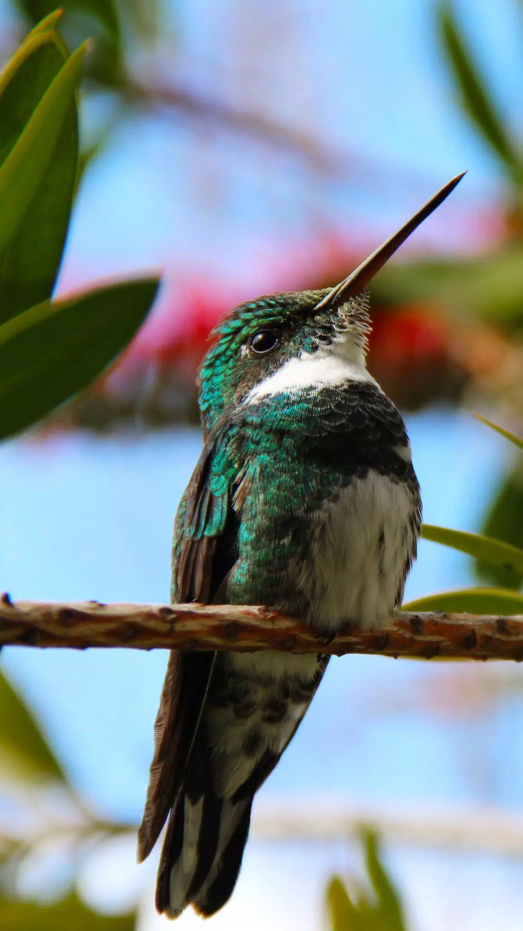 Detail Hummingbird Wallpaper For Android Nomer 23