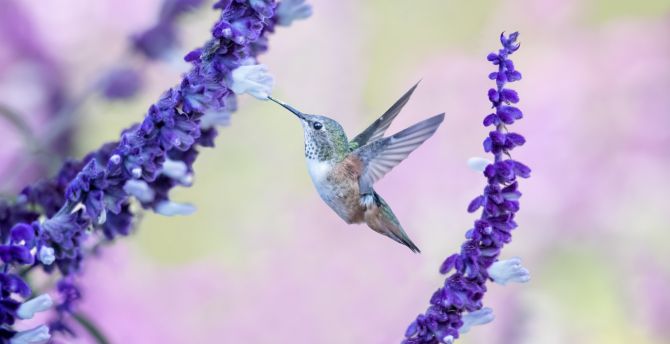 Detail Hummingbird Wallpaper For Android Nomer 25