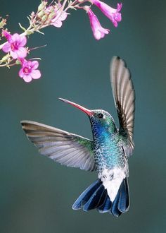 Detail Hummingbird Wallpaper For Android Nomer 27