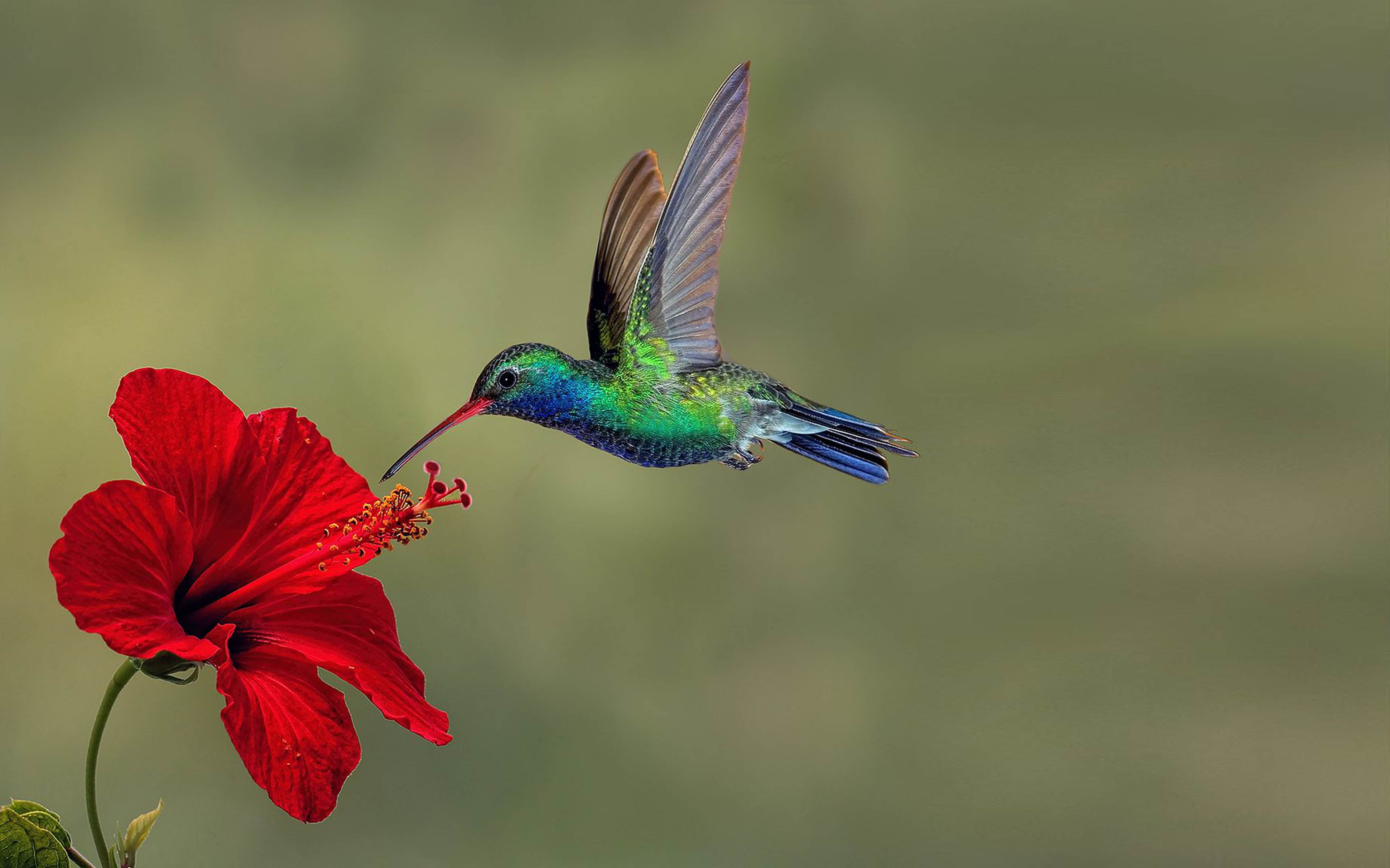 Detail Hummingbird Wallpaper For Android Nomer 28