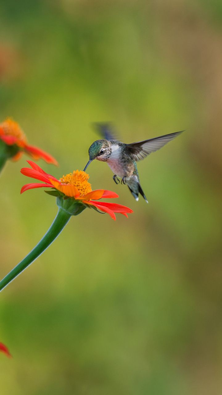 Detail Hummingbird Wallpaper For Android Nomer 4