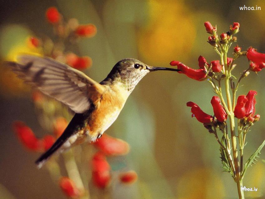 Detail Hummingbird Wallpaper For Android Nomer 32