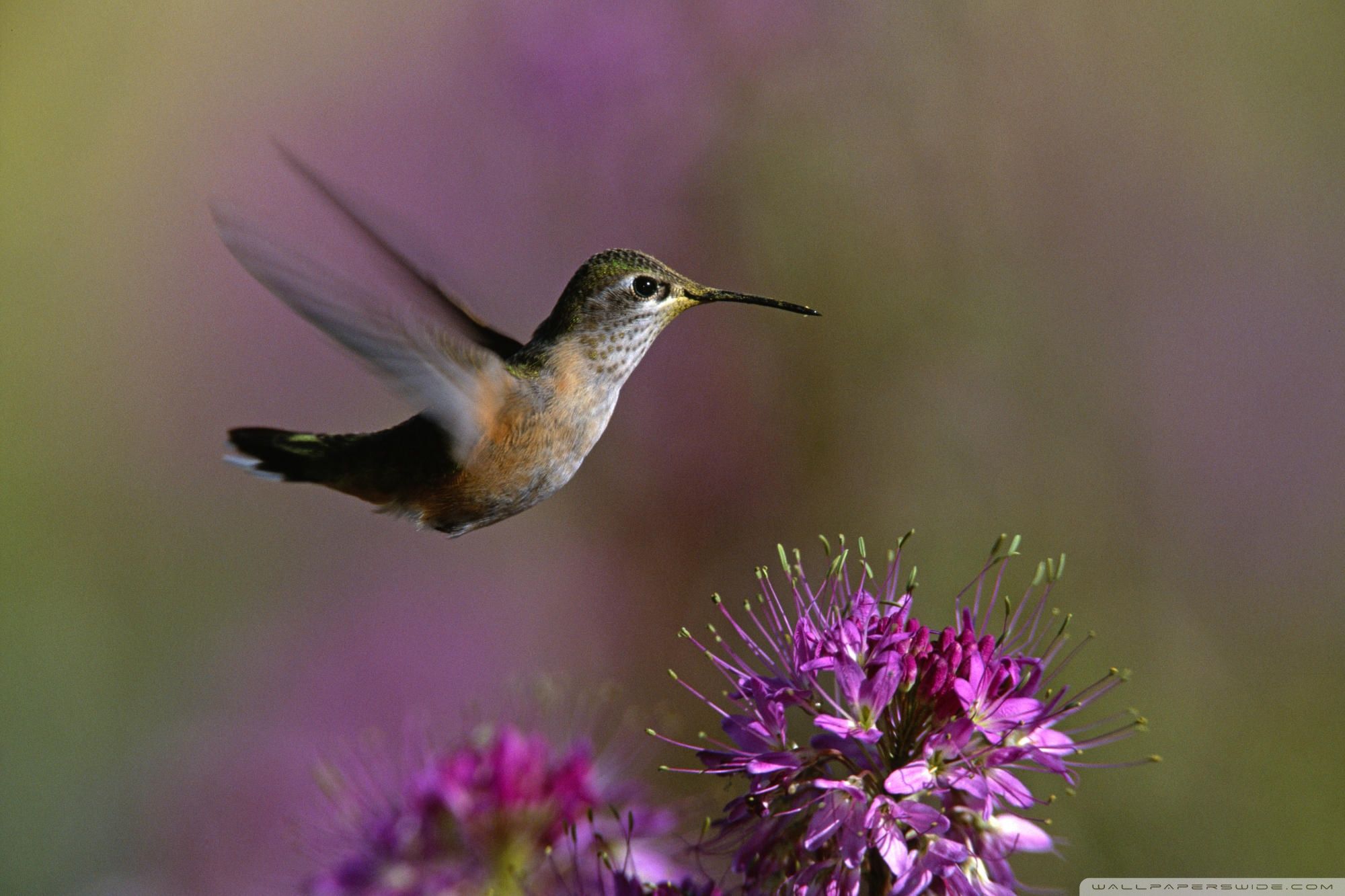 Detail Hummingbird Wallpaper For Android Nomer 33