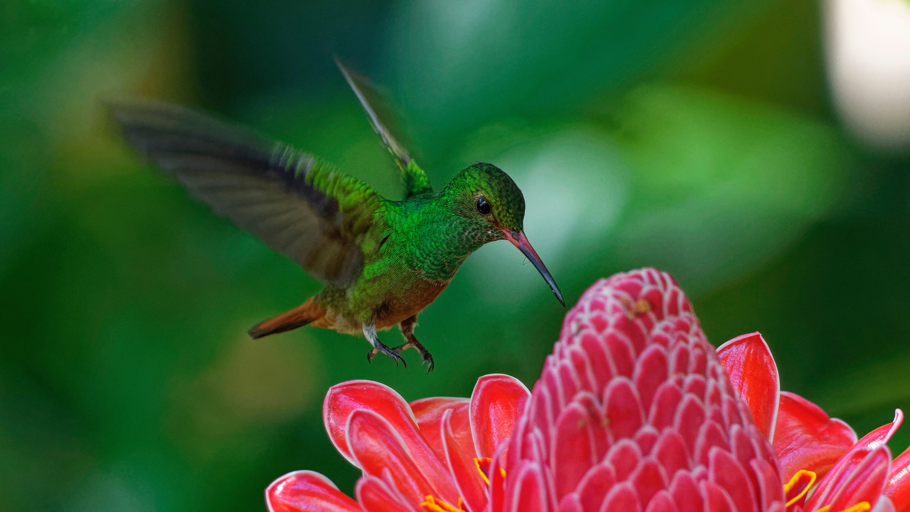 Detail Hummingbird Wallpaper For Android Nomer 38