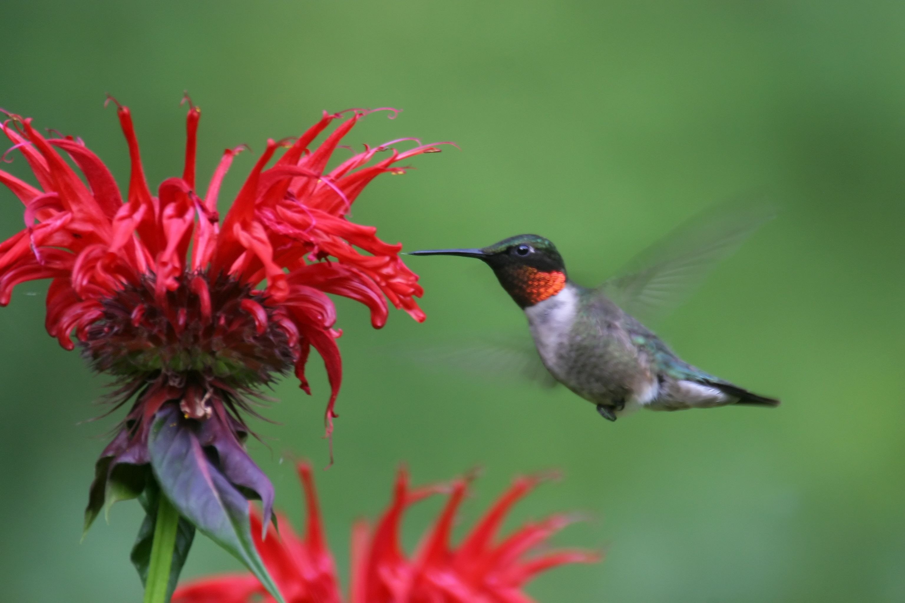 Detail Hummingbird Wallpaper For Android Nomer 40