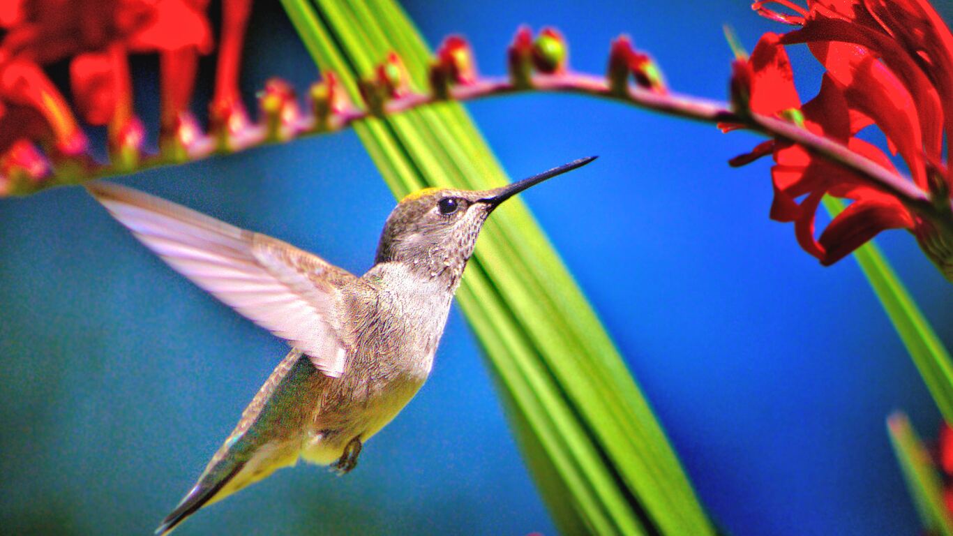 Detail Hummingbird Wallpaper For Android Nomer 45