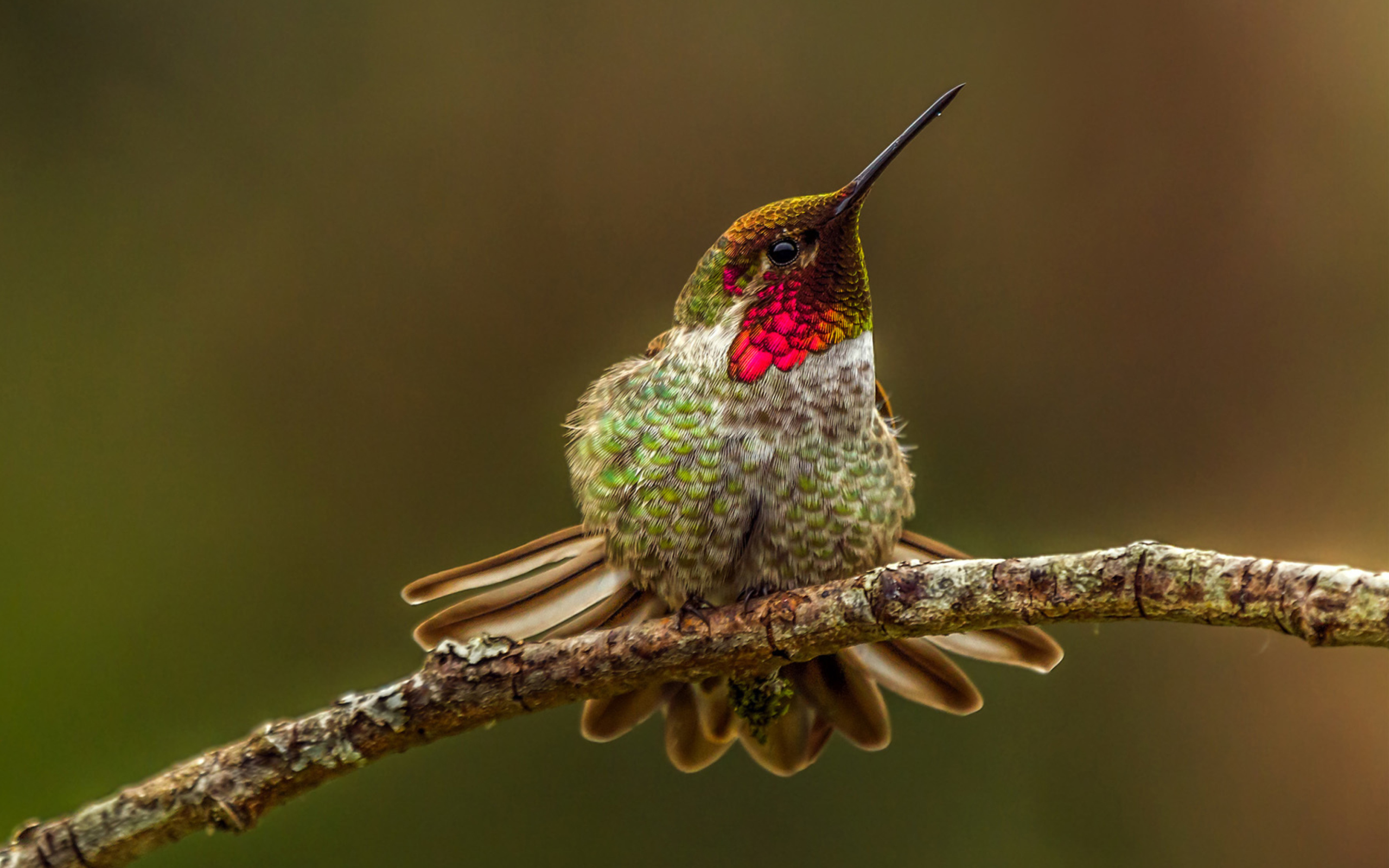 Detail Hummingbird Wallpaper For Android Nomer 52