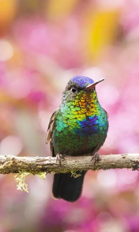 Detail Hummingbird Wallpaper Iphone Nomer 39