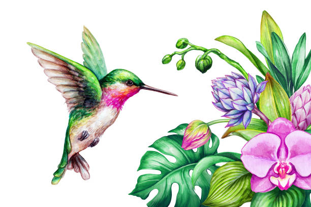 Detail Hummingbird With Flower Clipart Nomer 2