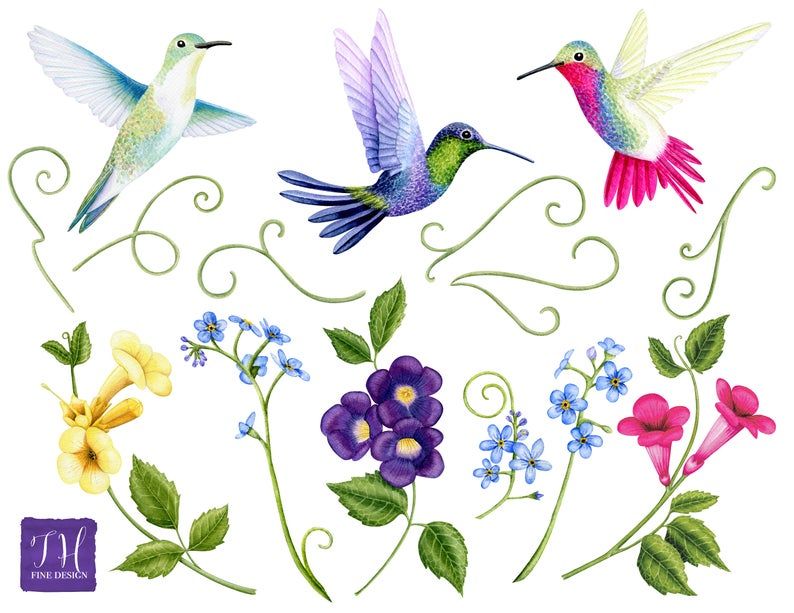 Detail Hummingbird With Flower Clipart Nomer 42