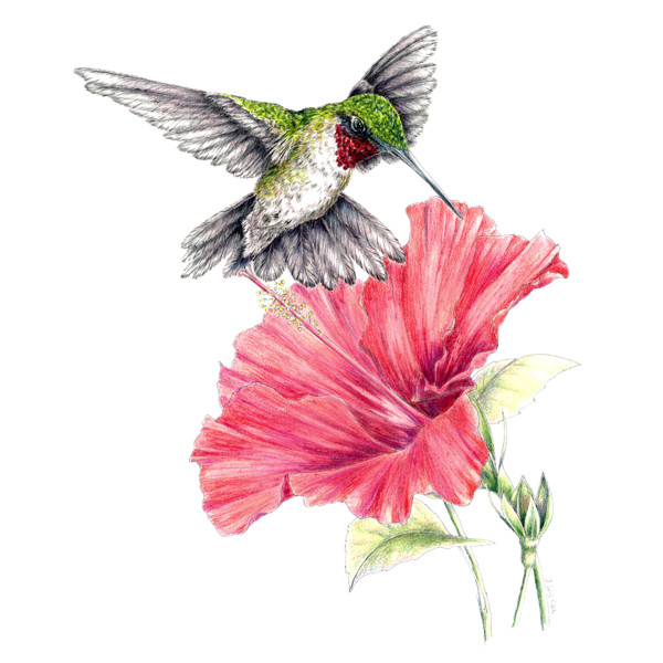 Detail Hummingbird With Flower Clipart Nomer 49