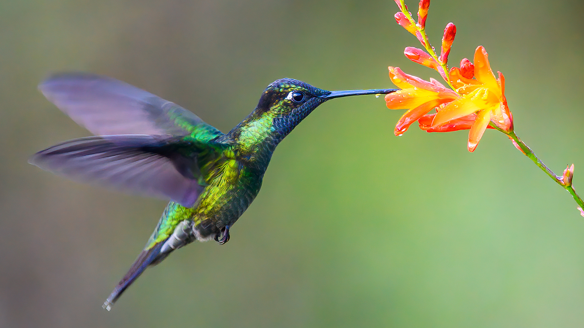 Hummingbirds Images - KibrisPDR