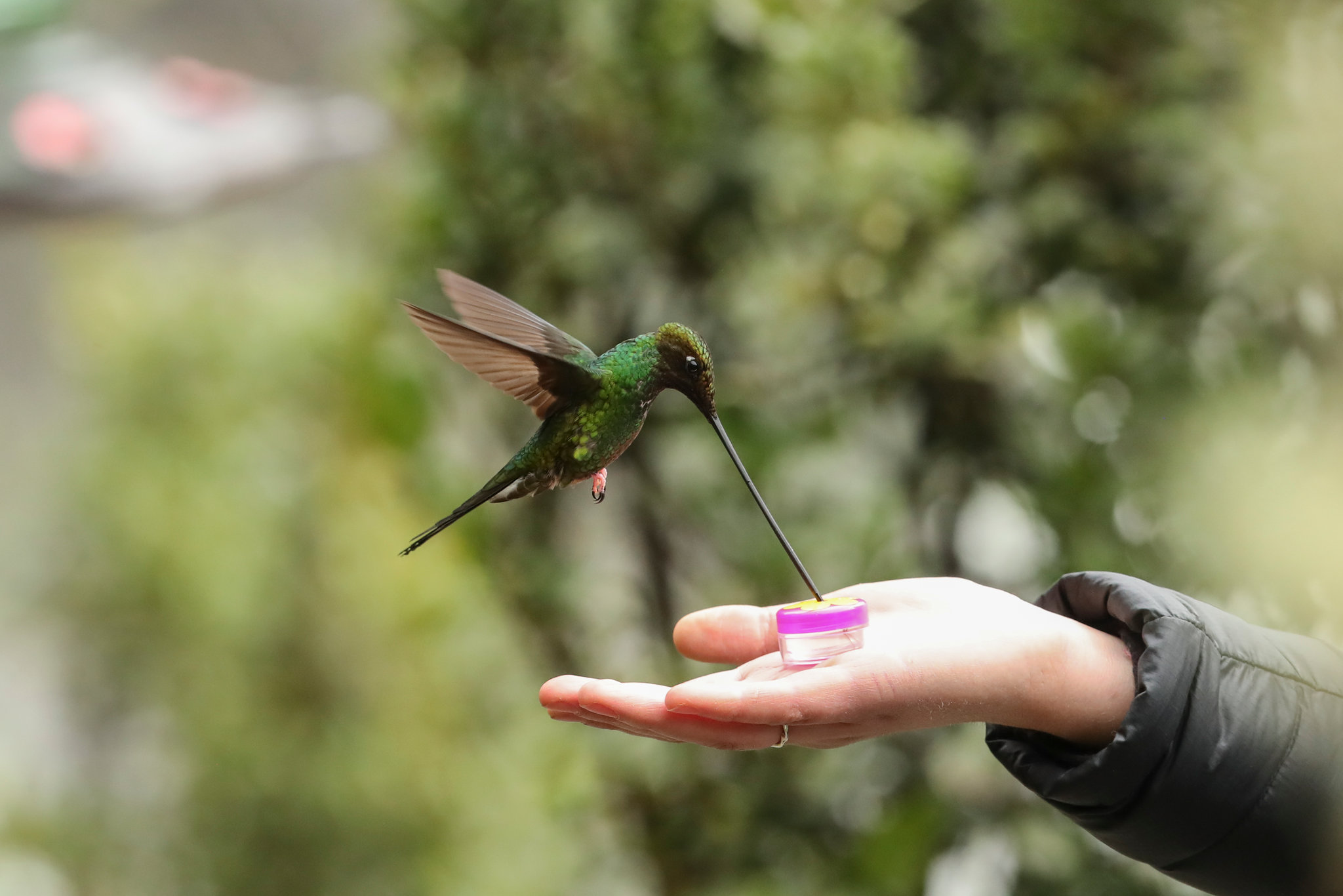 Detail Hummingbirds Images Nomer 18