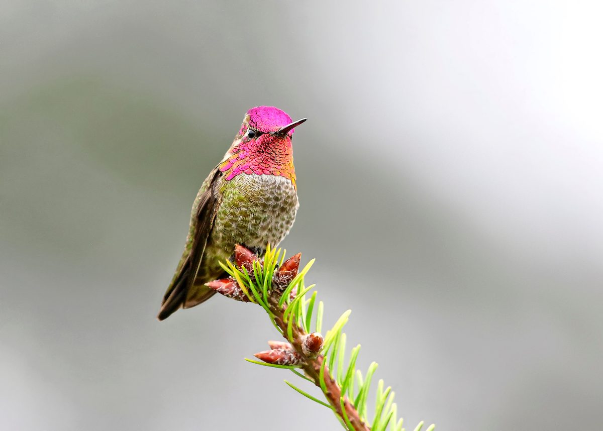 Detail Hummingbirds Images Nomer 28