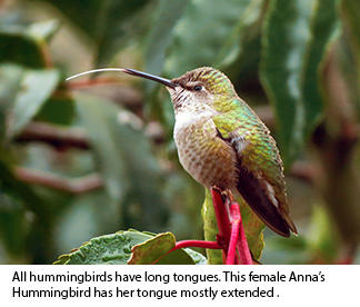 Detail Hummingbirds Images Nomer 52