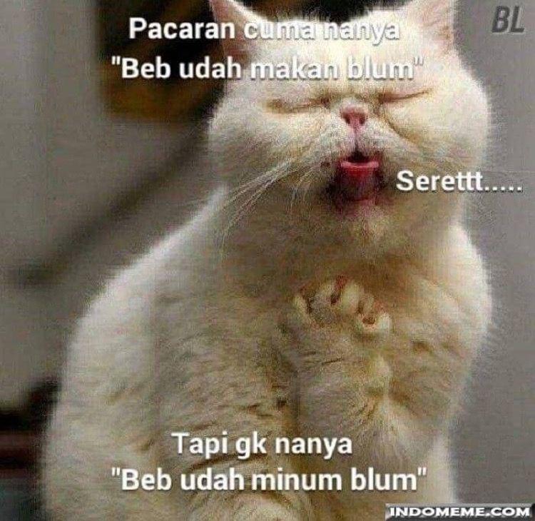 Detail Humor Kopi Kucing Nomer 17