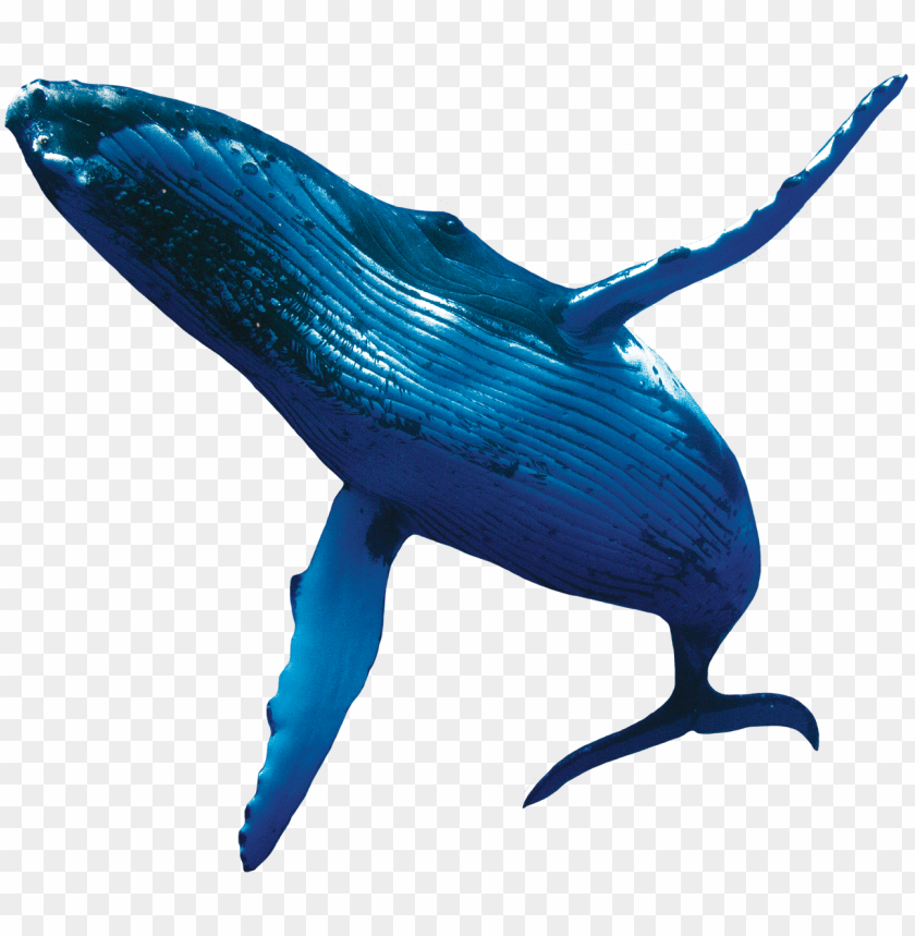 Humpback Whale Png - KibrisPDR