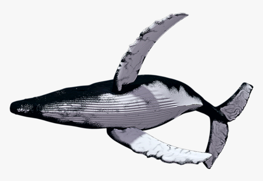 Detail Humpback Whale Png Nomer 2