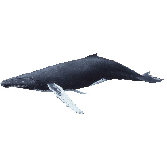 Detail Humpback Whale Png Nomer 8