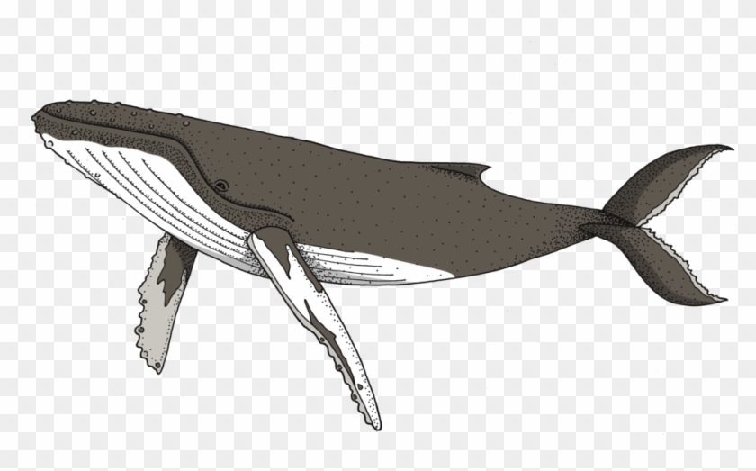 Detail Humpback Whale Png Nomer 9