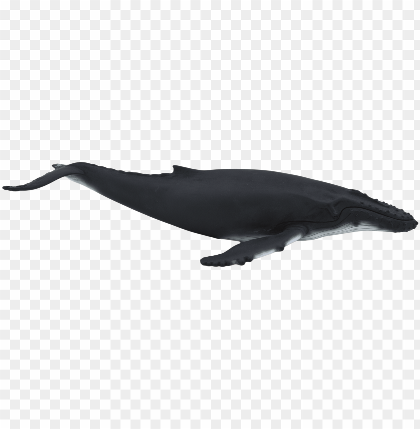 Detail Humpback Whale Png Nomer 11