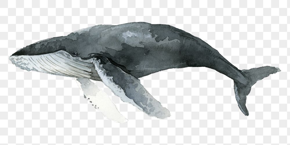 Detail Humpback Whale Png Nomer 17