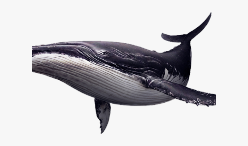 Detail Humpback Whale Png Nomer 3