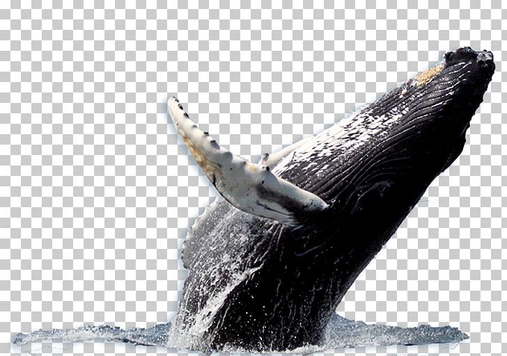 Detail Humpback Whale Png Nomer 18
