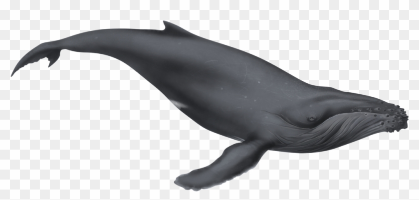 Detail Humpback Whale Png Nomer 20