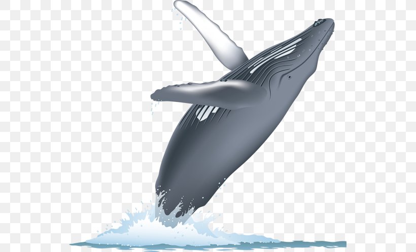 Detail Humpback Whale Png Nomer 22