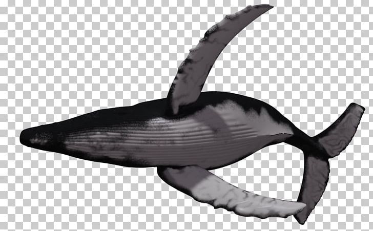 Detail Humpback Whale Png Nomer 23