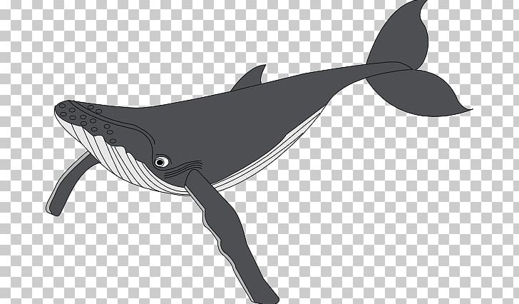 Detail Humpback Whale Png Nomer 24