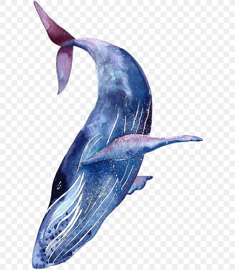 Detail Humpback Whale Png Nomer 28