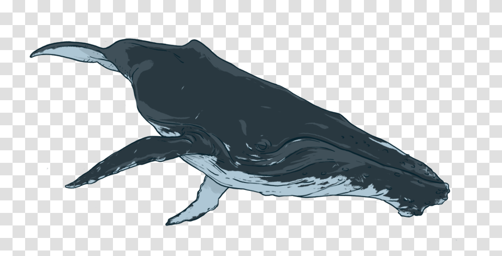 Detail Humpback Whale Png Nomer 32