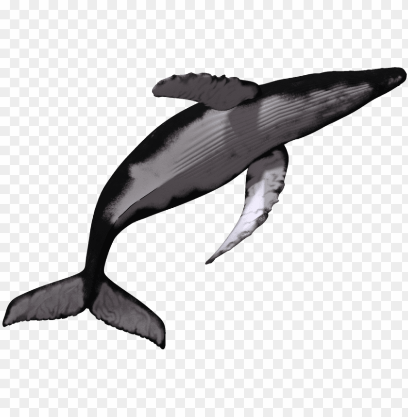 Detail Humpback Whale Png Nomer 33