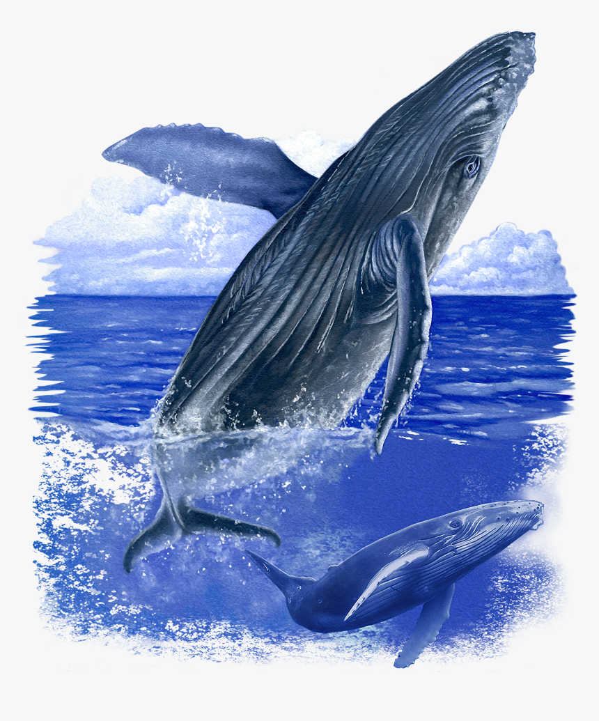 Detail Humpback Whale Png Nomer 37