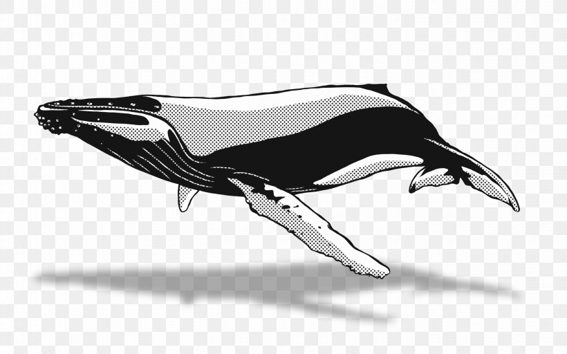 Detail Humpback Whale Png Nomer 40