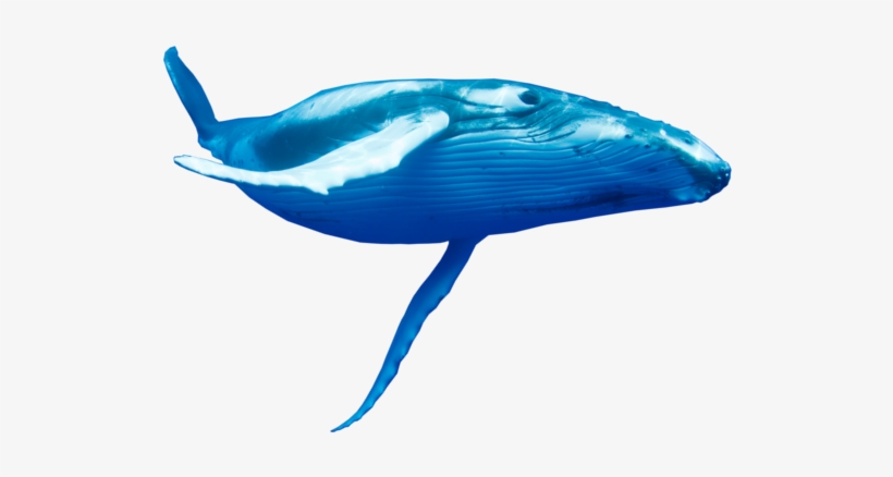 Detail Humpback Whale Png Nomer 41