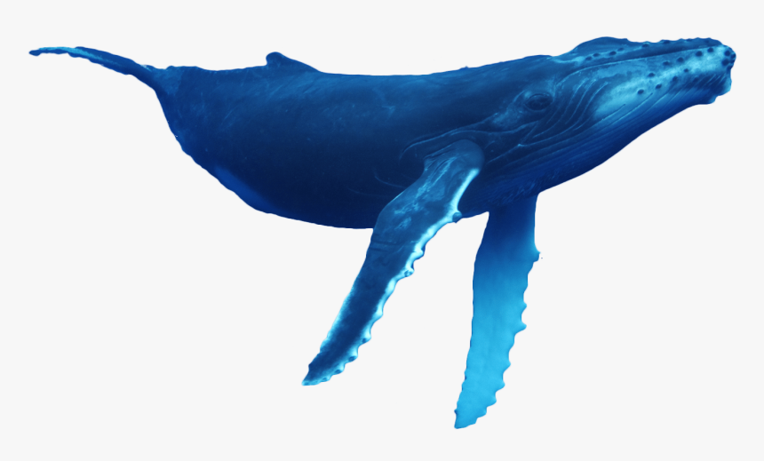 Detail Humpback Whale Png Nomer 4