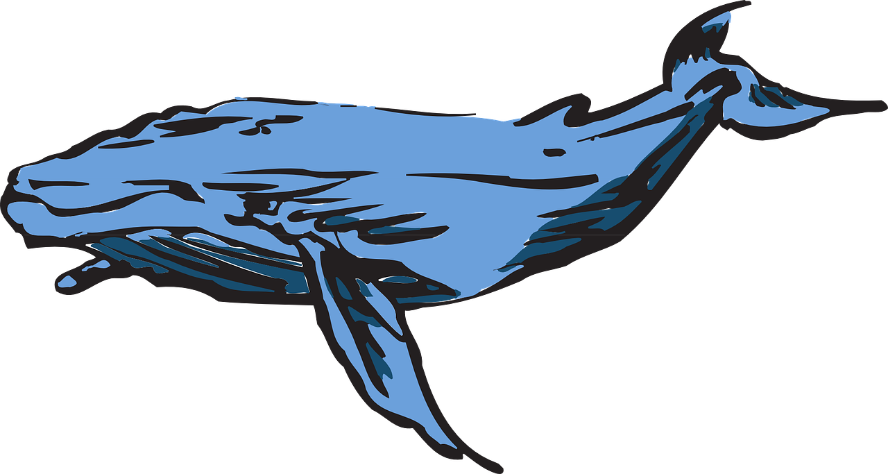 Detail Humpback Whale Png Nomer 46