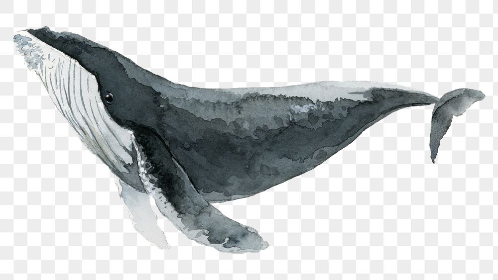 Detail Humpback Whale Png Nomer 5