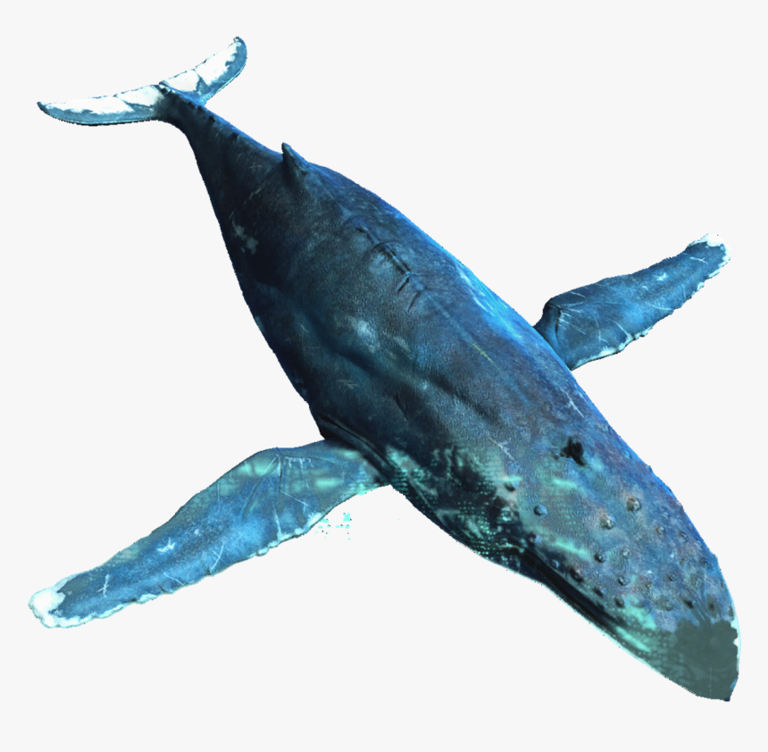 Detail Humpback Whale Png Nomer 7