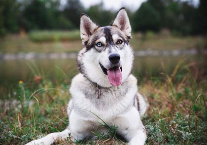 Download Huskey Dog Pictures Nomer 34