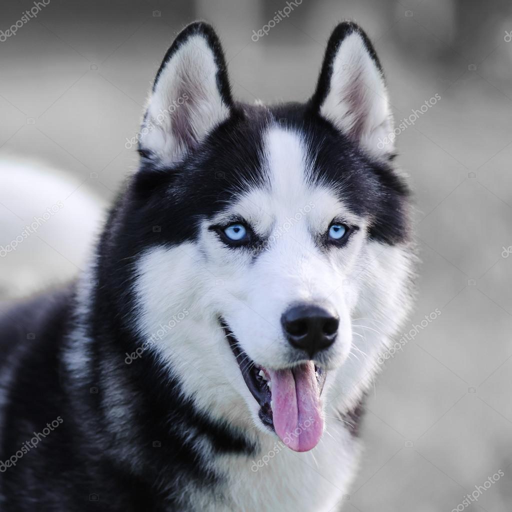 Detail Huskey Dog Pictures Nomer 49